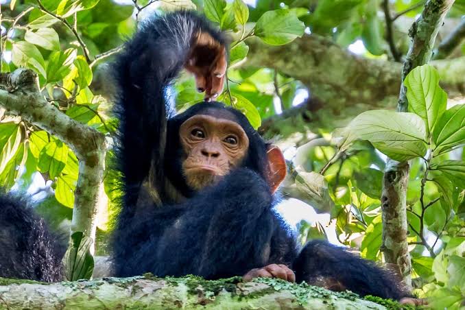 Kibale Forest National Park (The Primate Capital of the World)