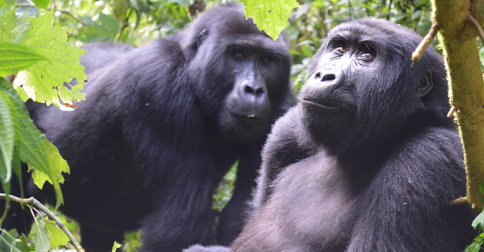 Bwindi Impenetrable National Park (The Ultimate Gorilla Experience)